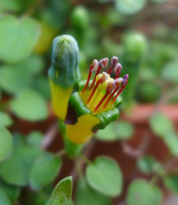 Fuchsia_procumbens_fars_2013.jpg