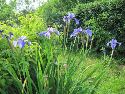 iris_sibirica_spat_130619.jpg