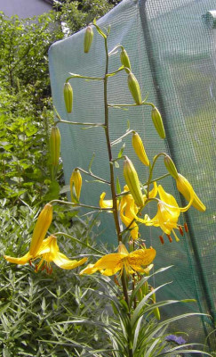 citronella_2-k.jpg