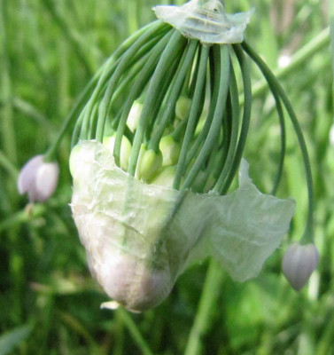 Allium_cernuum_130619.jpg