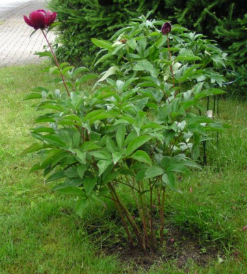 Paeonia_II_007_scheherazade.jpg