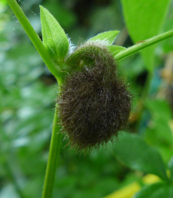 Clematis_unbekannt_fars_2013.jpg