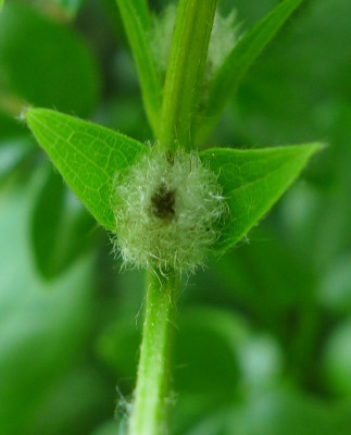 Clematis_unbekannt_2_fars_2013.jpg