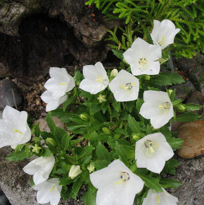Campanula_raineri_var._alba__..._20..6.13._008.jpg