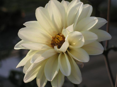 Dahlia_Swan_Lake_Classic_2.jpg