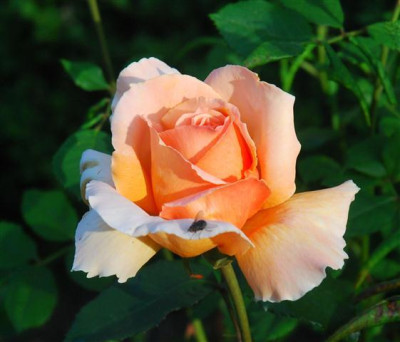C7673a_Small.jpg