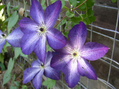 Clematis_Venosa_Violacea_.jpg