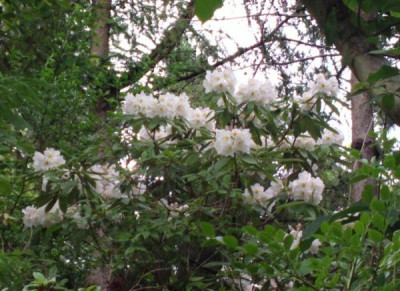 2013-06-21-2429_R.fortunei_ssp.discolor_Bohlje.jpg