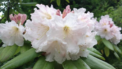 2013-06-21-2431_R.fortunei_ssp.discolor_PW41.jpg
