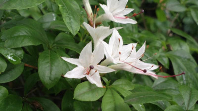 2013-06-21-2435R.arborescens.jpg