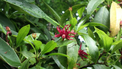 2013-06-21-2439_Illicium_floridanum.jpg