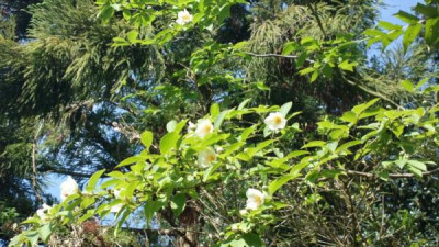 2013-06-20-2426_Stewartia_pseudocamellia.jpg