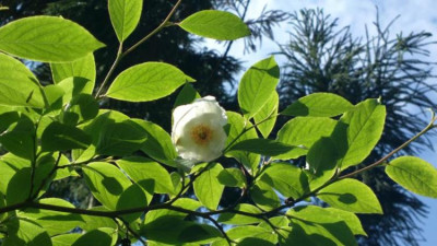 2013-06-20-2425_Stewartia_pseudocamellia.jpg