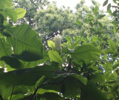 2013-06-21-2433_Magnolia_macrophylla.jpg