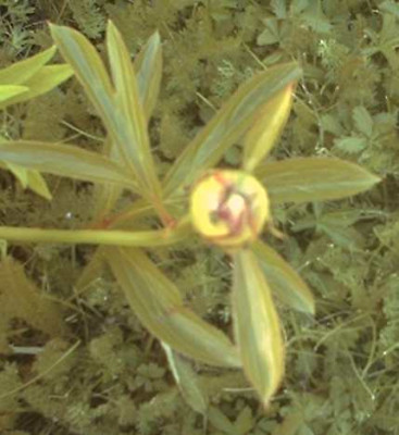 Pfingstrose_0018.JPG