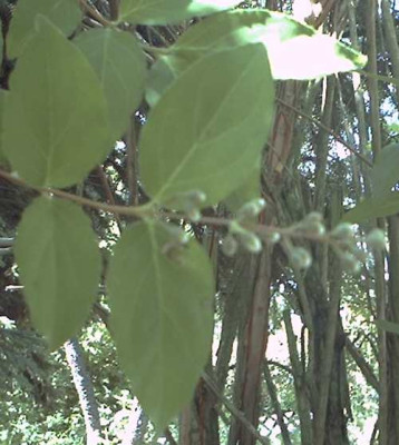 Strauch_0021.JPG