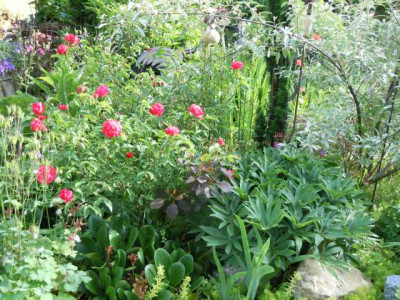 l_lamesch_polyantha.JPG