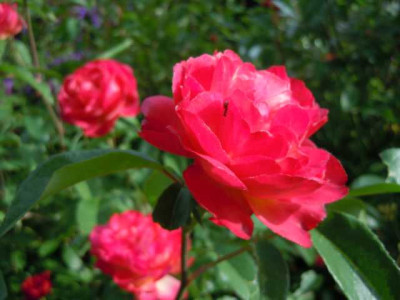 juni_2013_mitte_048.JPG