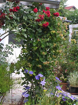 Pergola_mit_roter_Rose.jpg