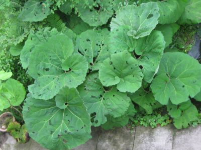 Petasites_2_20.06.jpg