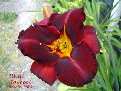 Imgp0703IlliJack.jpg