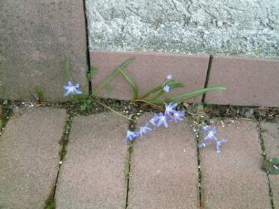 Chionodoxa1.jpg