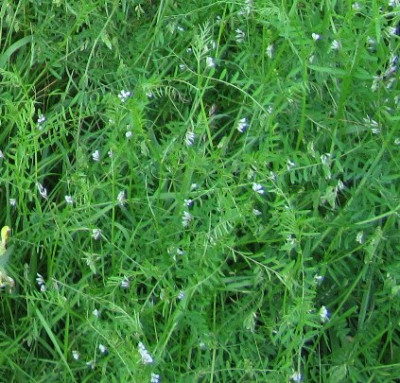 Wieliches_in_Wiese.jpg