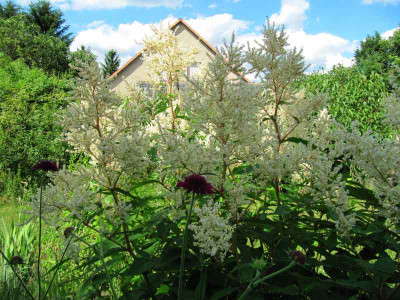 Knautia_und_Johanniswolke_130622.jpg