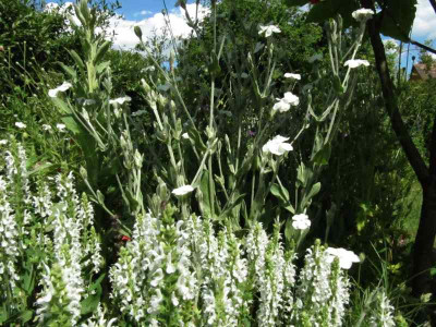 Salbei_und_Lychnis_wei_130622.jpg