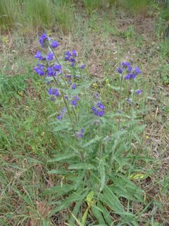 Nida_Pflanze_blau_ganzP1060823.jpg