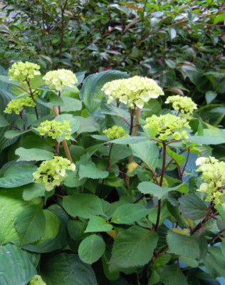 DSCN7734.JPG