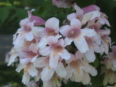 Image00002.jpg