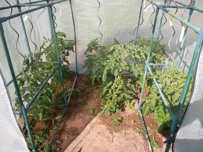 Ackertomatenjetzt.jpg