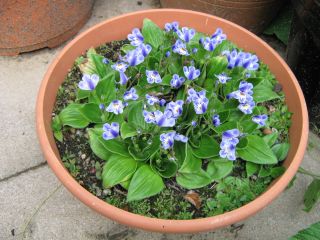 Craterostigma_plantagineum_1_2013.jpg