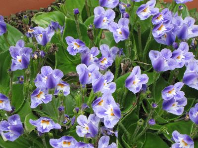 Craterostigma_plantagineum_2_2013.jpg