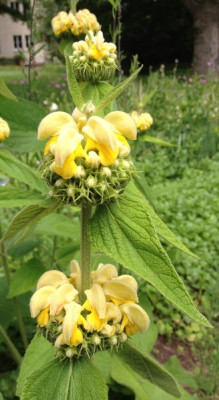 Phlomis_russeliana_06-2013_900x900_80KB.jpg