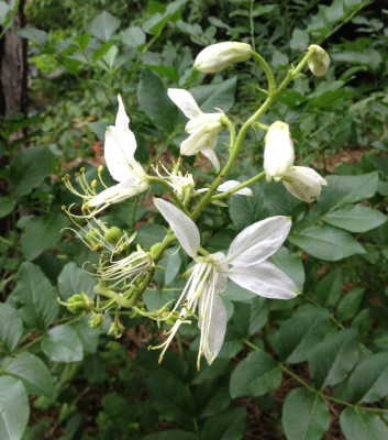 Diptam_weiss_06-2013_900x900_80KB.jpg