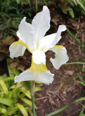 Iris_bartlos_06-2013_900x900_80KB.jpg