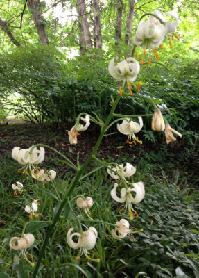 Turkenbundlilie_weiss_06-2013_900x900_80KB.jpg