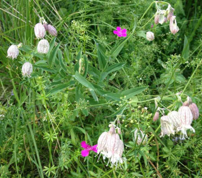 Wiese_-_Silene_Nelke_900x900_80KB.jpg