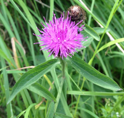 Wiese_-_Scabiosa_900x900_80KB.jpg