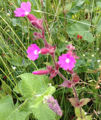 Wiese_-_Silene_dioica_900x900_80KB.jpg