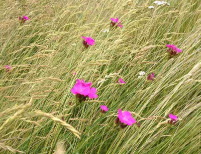 Wiese_-_Nelken_900x900_80KB.jpg