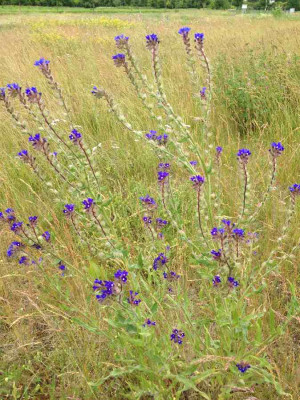 Wiese_-_Ochsenzunge_900x900_80KB.jpg
