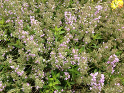 Wiese_-_Oregano_900x900_80KB.jpg