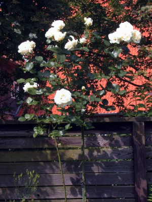 Rose_Schwanensee_fragl002.jpg