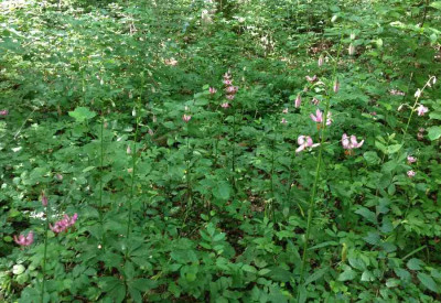 Lilium_martagon_Wald_06-2013_900x900_80KB.jpg