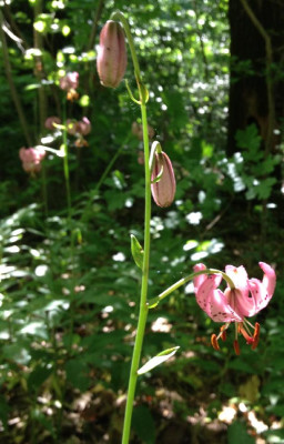 Lilium_martagon_A_06-2013_900x900_80KB.jpg