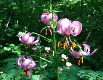 Lilium_martagon_B_06-2013_900x900_80KB.jpg