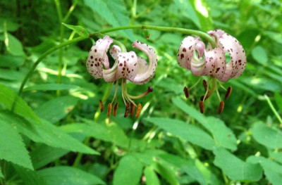 Lilium_martagon_C_06-2013_900x900_80KB.jpg